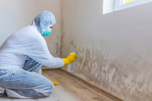 Licensed Mold Remediation service in Long Beach, MD - WQB Mold Removal